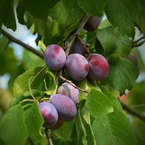 Slivka (Prunus domestica) ´CALYPSO´ - skorá 190-210 cm, voľnokorenná